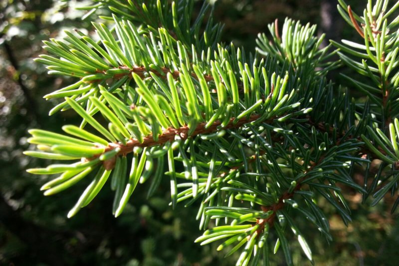 Пихта Abies Koreana