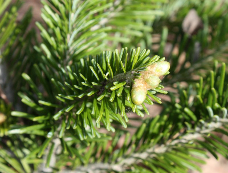 Пихта белая Abies Alba