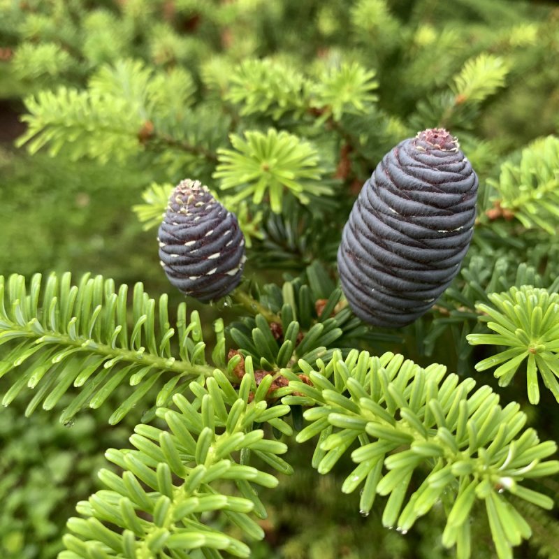 Пихта Сибирская Abies sibirica
