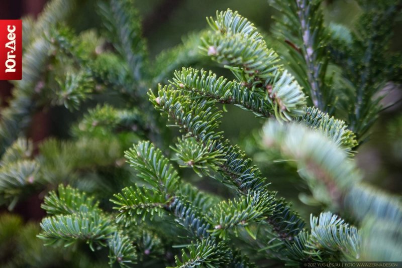 Пихта белая Abies Alba