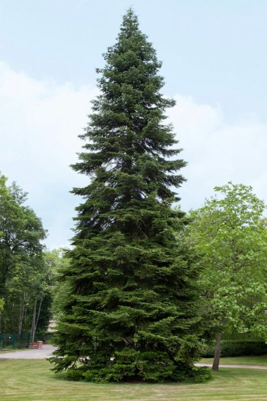 Пихта Сибирская Abies sibirica