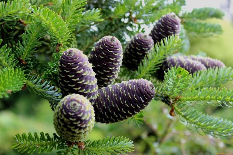Пихта Сибирская Abies sibirica Ledeb.