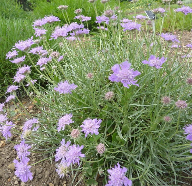 Scabiosa graminifolia