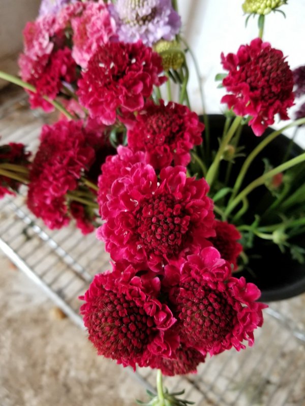 Скабиоза Pink Mist