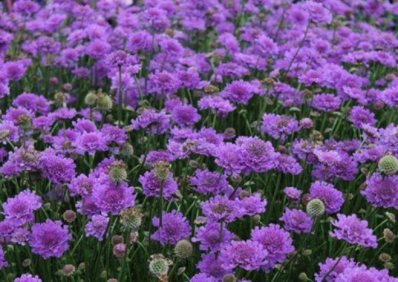 Скабиоза Голубиная vivid Violet