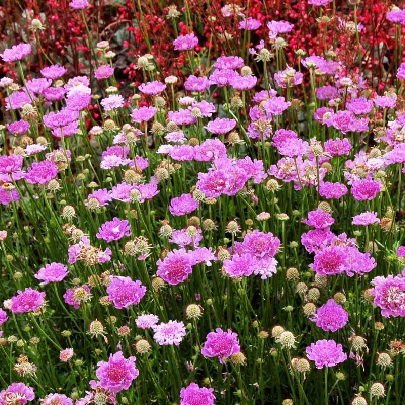 Scabiosa Caucasica Fama Deep Blue
