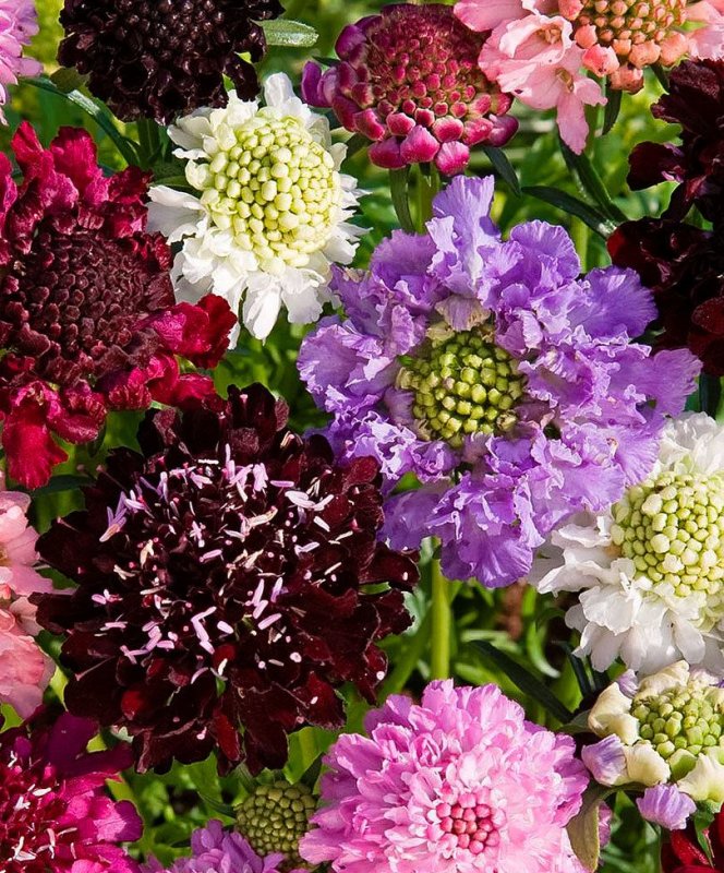 Скабиоза Atropurpurea