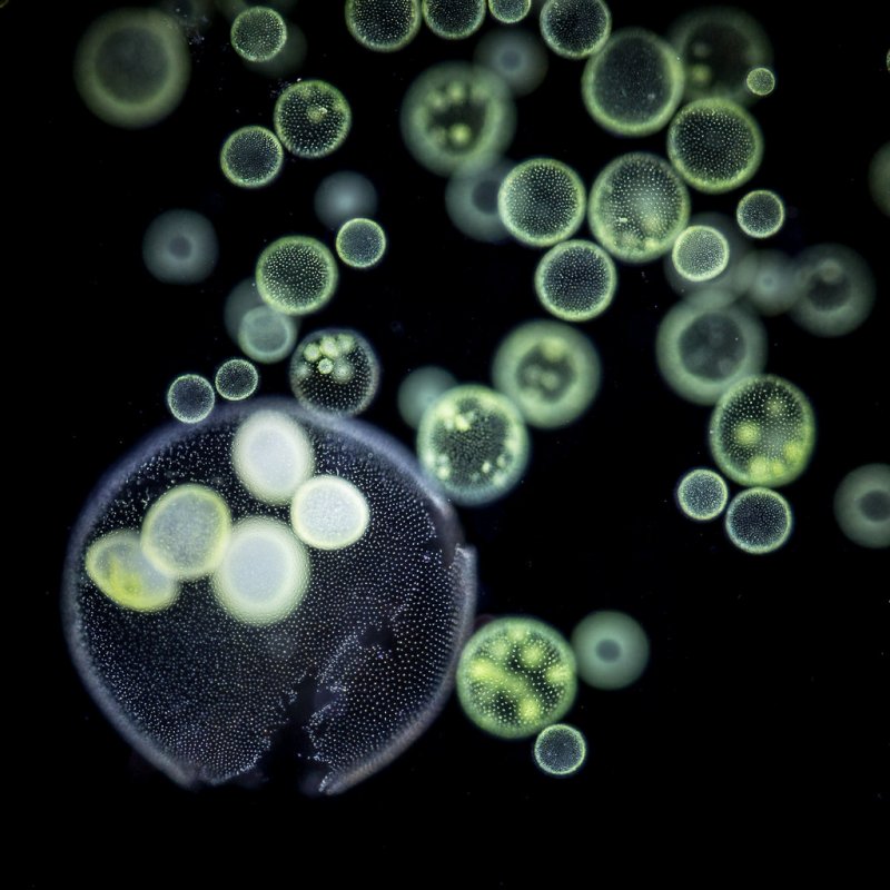Volvox aureus
