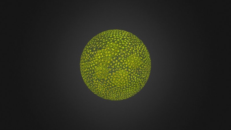 Volvox aureus