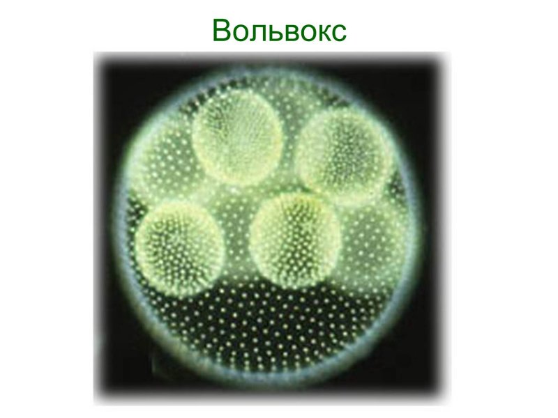 Вольвокс и хлорелла