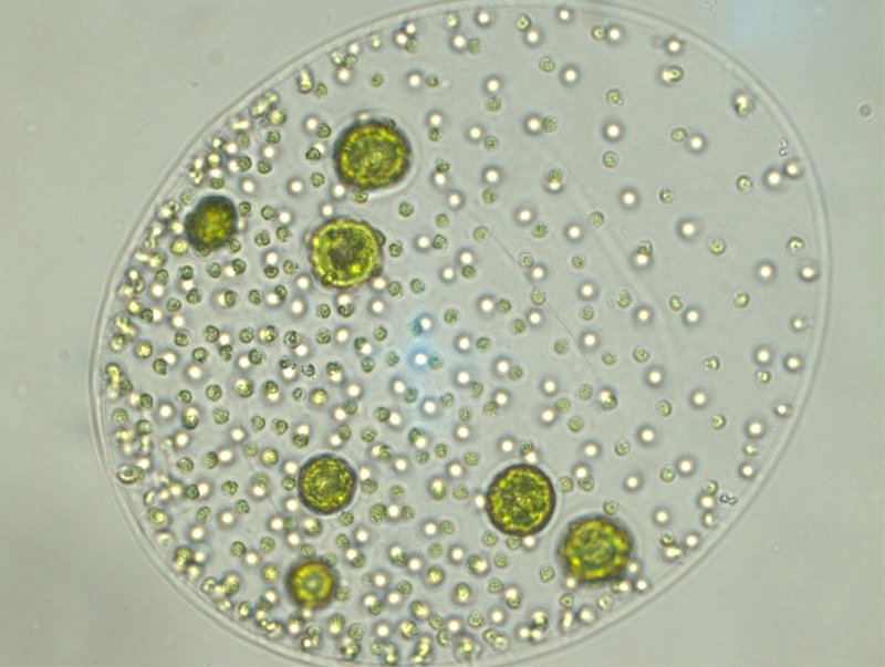 Вольвокс Globator aureus