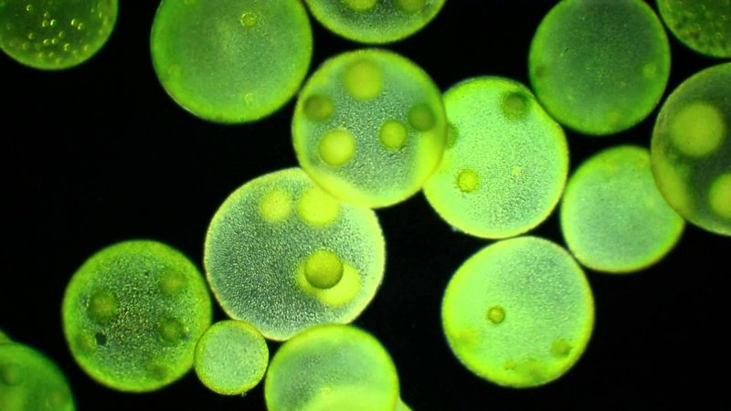 Зеленые водоросли вольвокс