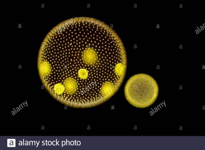 Volvox aureus