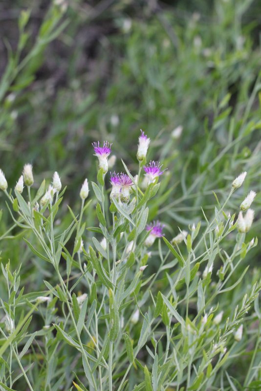 Горчак ползучий (Rhaponticum repens)