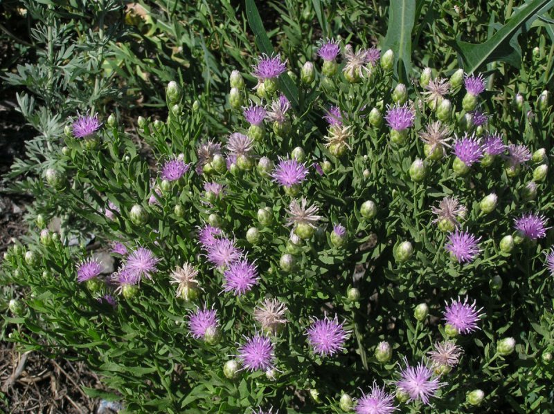 Горчак ползучий (Rhaponticum repens)