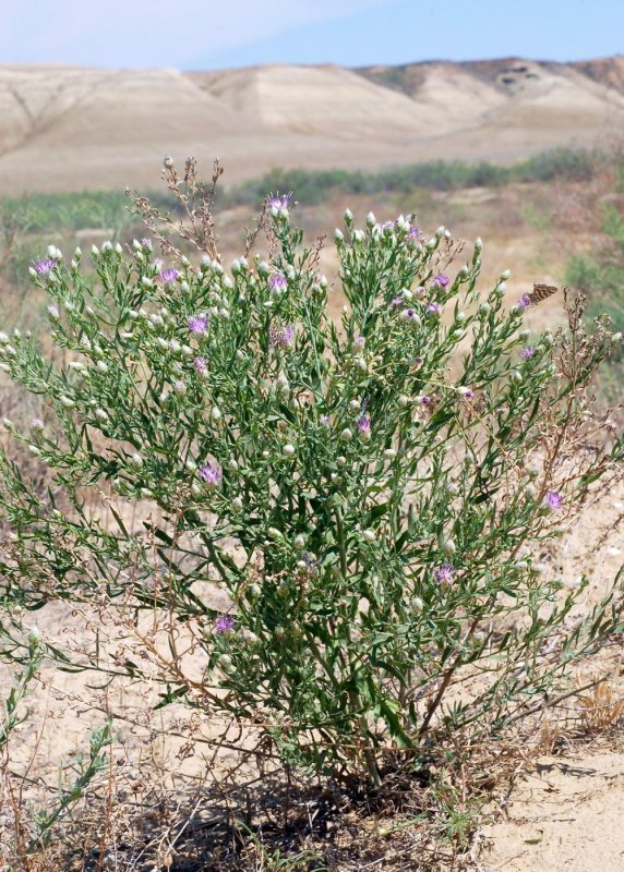 Centaurea repens семена