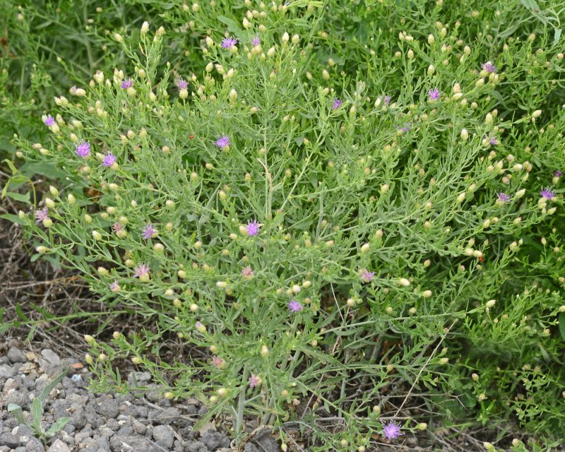 Горчак ползучий (Acroptilon repens)
