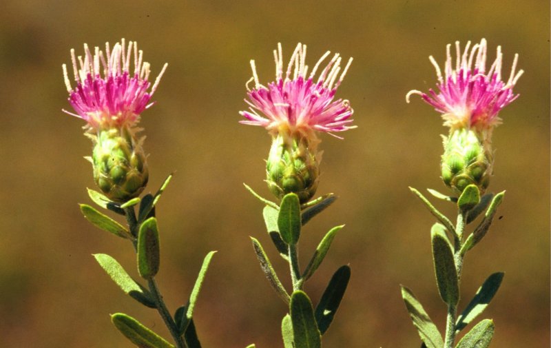 Василёк Луговой Centaurea jacea
