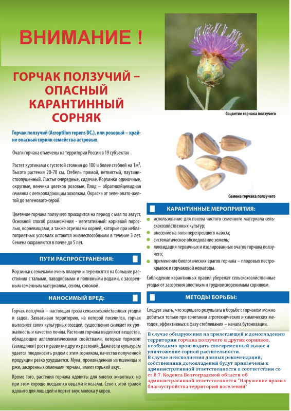 Семена горчака