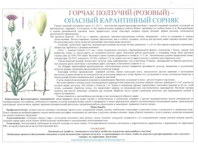 Горчак розовый