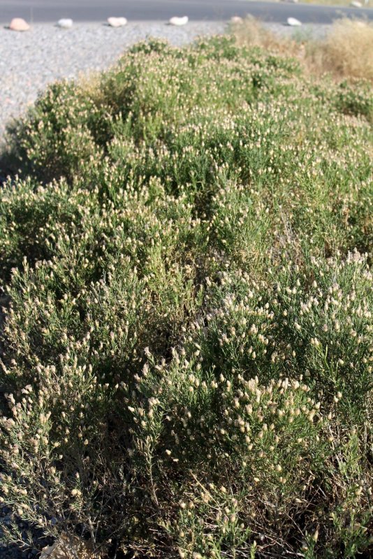 Rhaponticum uniflorum