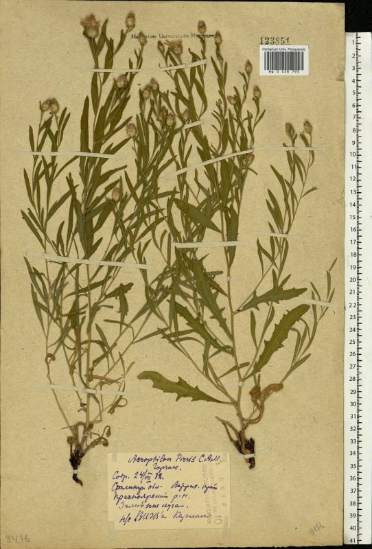 Ononis spinosa l