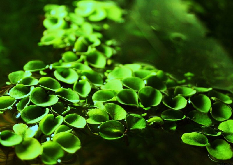 Сальвиния (род Salvinia).