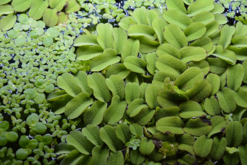 Сальвиния плавающая (Salvinia Natans)