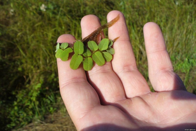 Сальвиния ушастая (Salvinia auriculata)