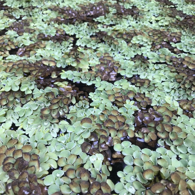 Папоротник Salvinia Natans