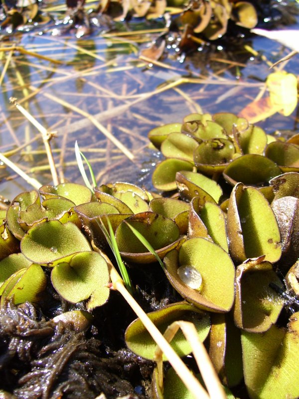 Ряска многоклеточная водоросль