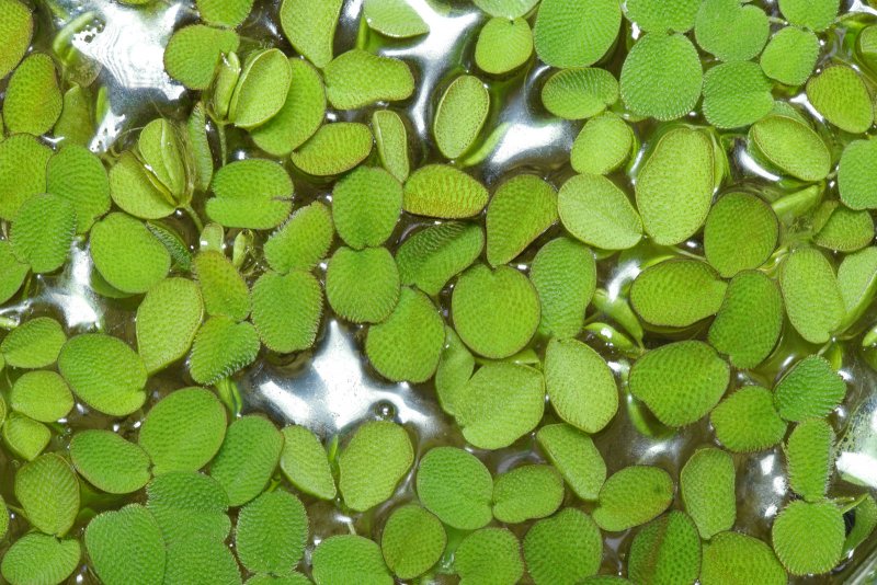 Сальвиния плавающая Salvinia Natans (l.) all. 2