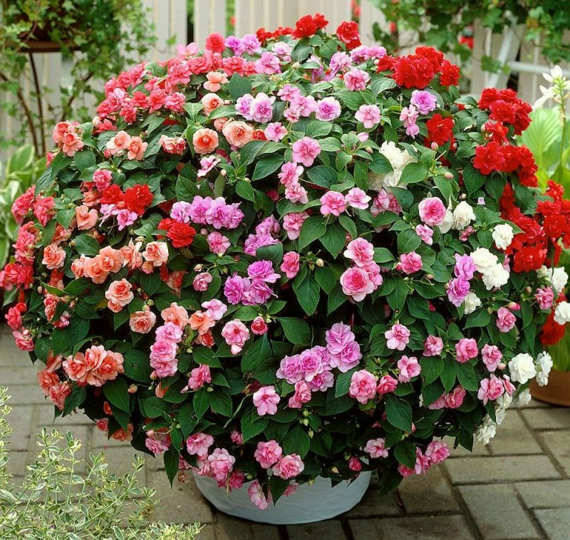 Катарантус розовый (Vinca rosea) "Pacifica – XP"