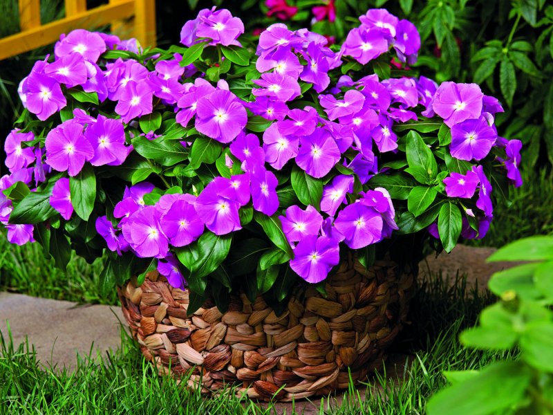 Катарантус roseus