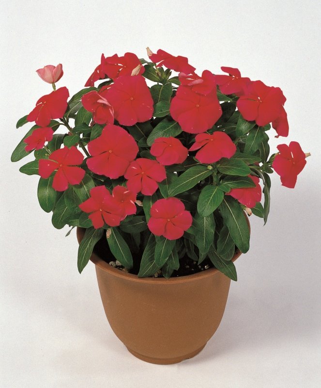Бальзамин Impatiens
