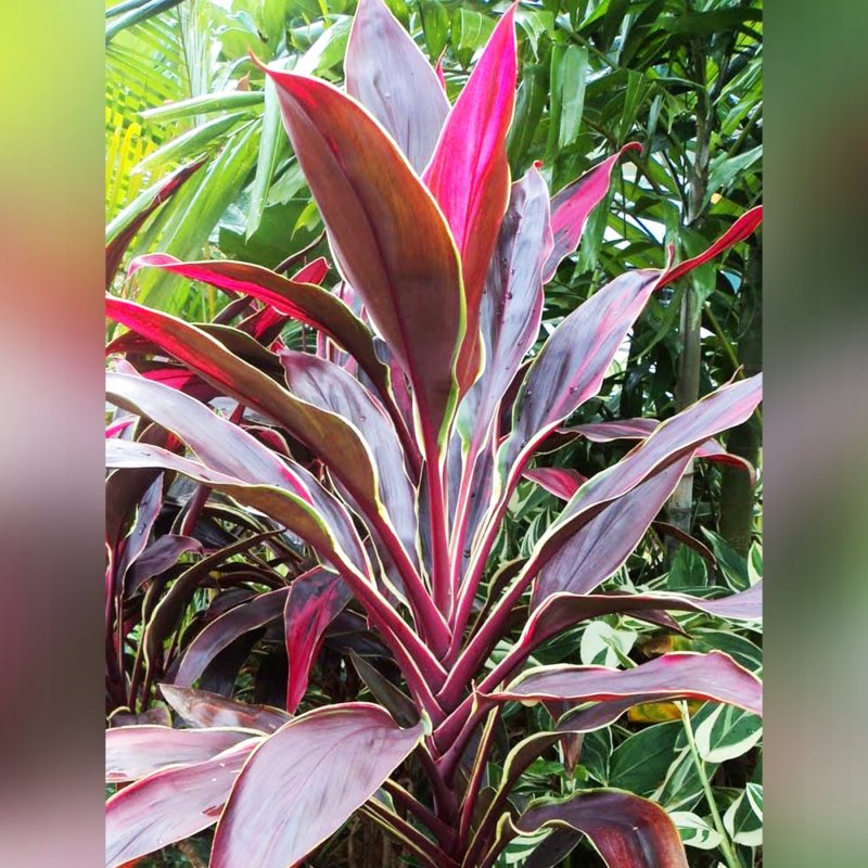 Кордилина красная Cordyline rubra