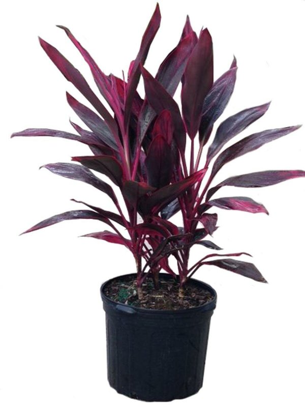 Кордилина кустарниковая Cordyline fruticosa