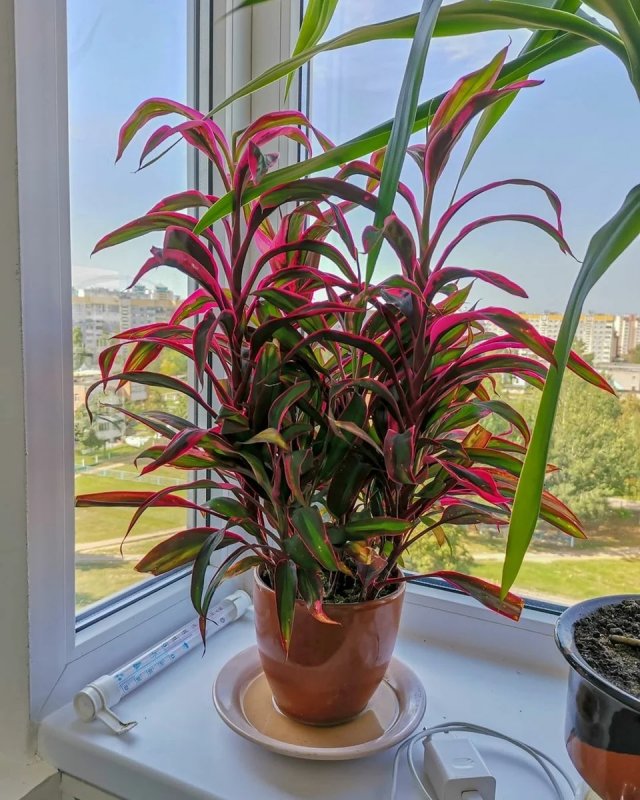 Кордилина красная
