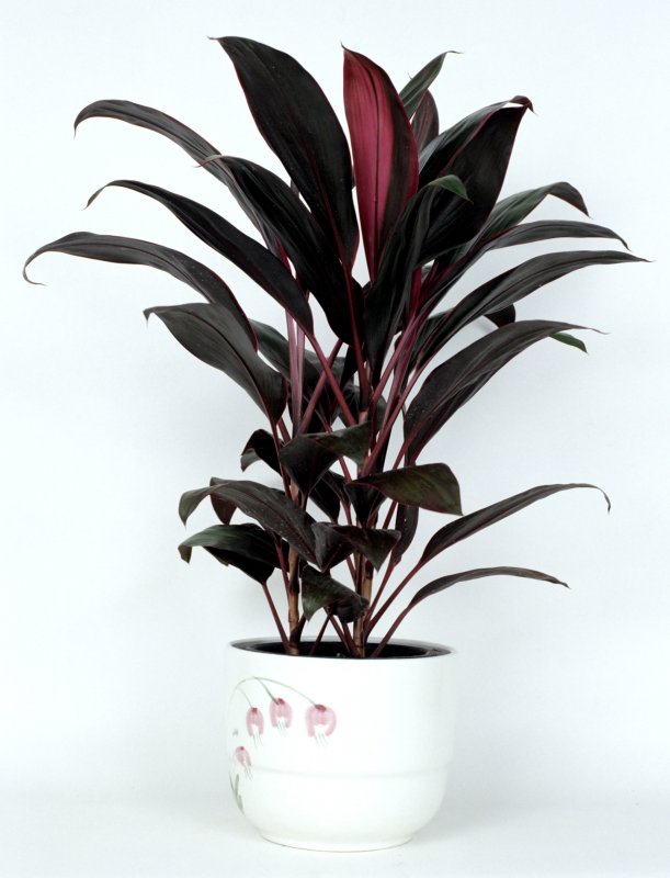 Кордилина кустарниковая Cordyline fruticosa
