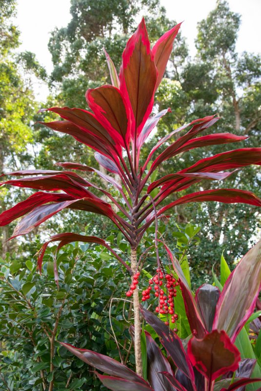 Кордилина Cordyline Tango