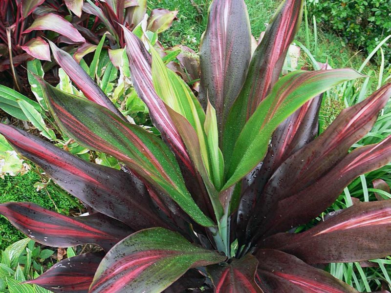 Кордилина кустарниковая Cordyline fruticosa