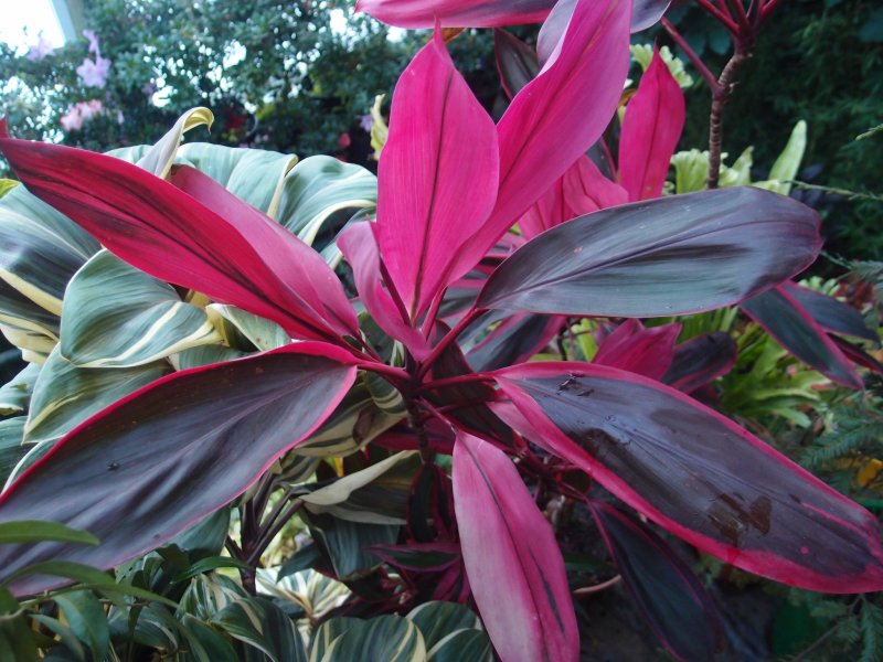 Кордилина кустарниковая Cordyline fruticosa