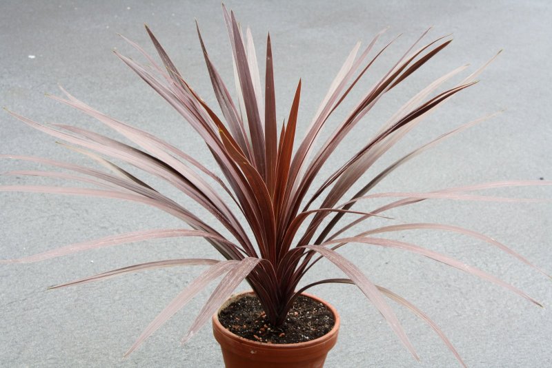 Кордилина Cordyline Tango