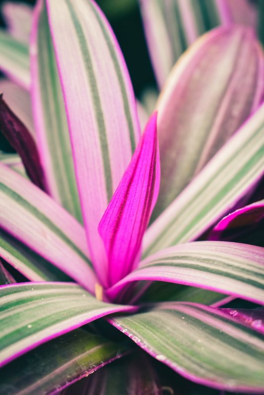 Кордилина красная Cordyline rubra