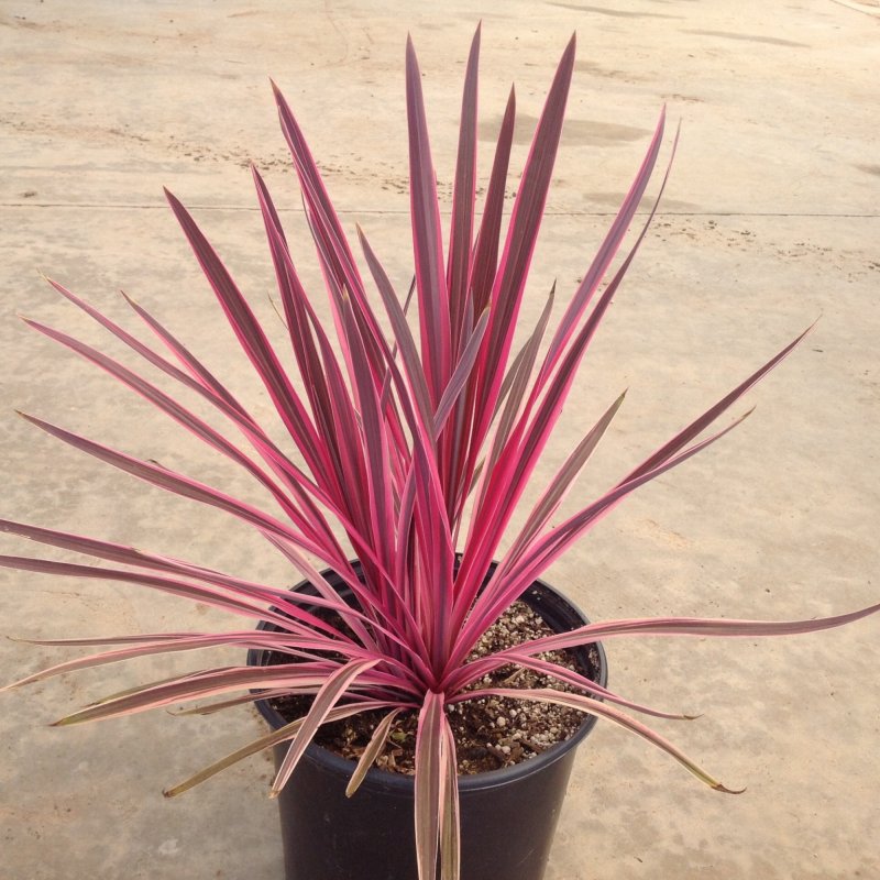 Cordyline Emerald Star