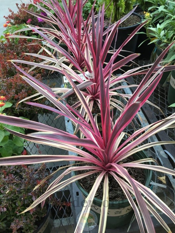 Cordyline Australis purpurea