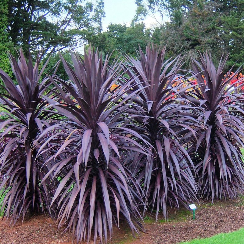 Cordyline Australis
