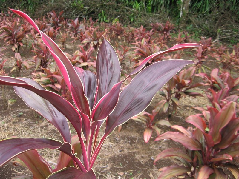 Кордилина кустарниковая Cordyline fruticosa
