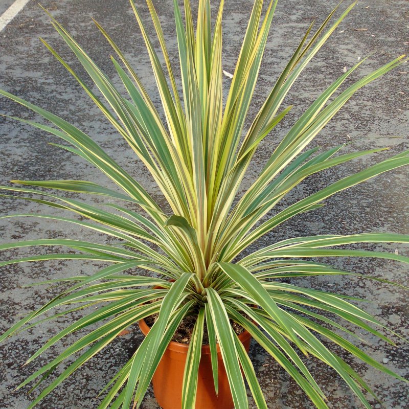 Cordyline species