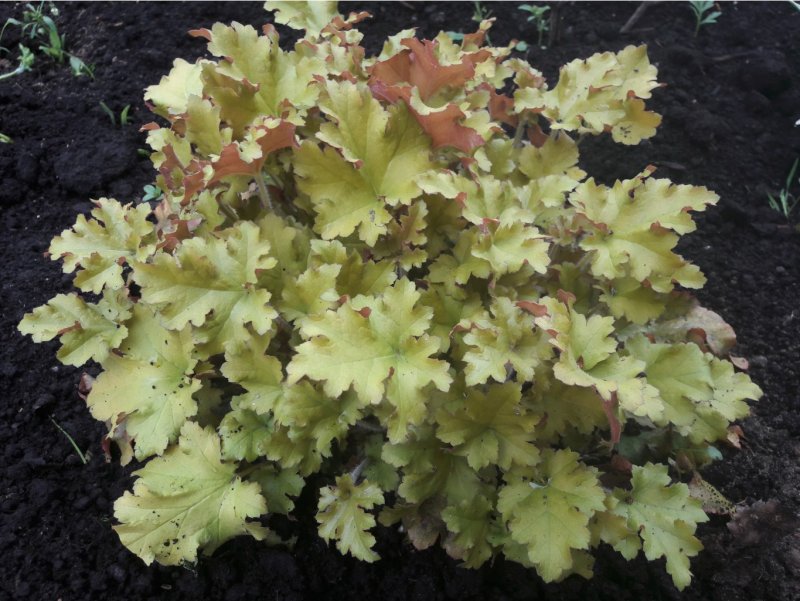 Heuchera Plum Pudding